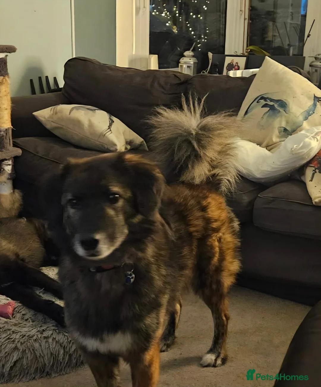 Mixed Breed dogs for adoption: Snuggly Sally - Advert 4