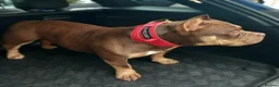 American Bully dogs for sale: Quality Pocket bully pups - Advert 3