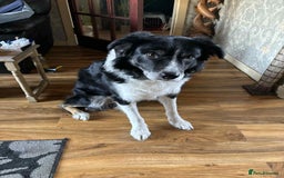 Border Collie dogs for sale: Border collie pups - Image 14