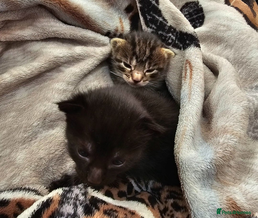 Mixed Breed cats for sale: Gorgeous kittens  - Advert 5