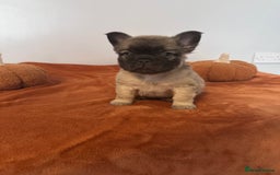 French Bulldog dogs for sale: Fluffy FrenchBulldogs - Image 2