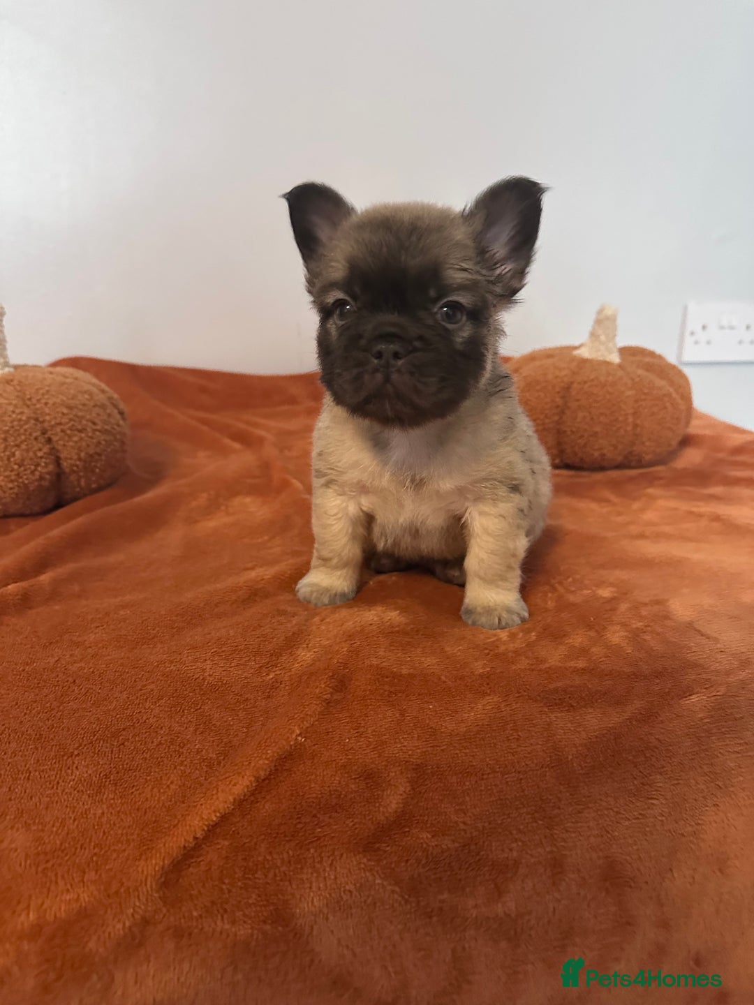French Bulldog dogs for sale: Fluffy FrenchBulldogs - Image 2