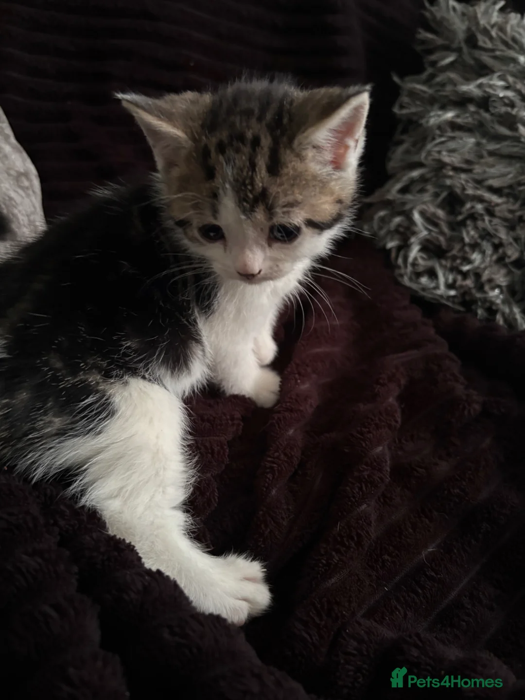 Mixed Breed cats for sale: One female kitten  - Advert 6