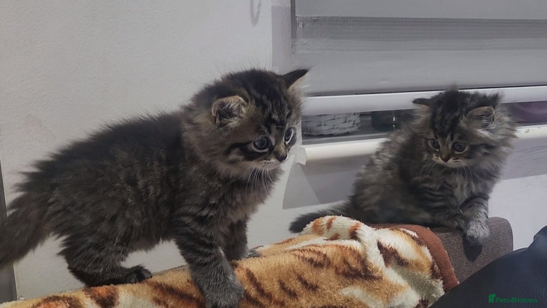 Mixed Breed cats for sale: Two Perdoll Female Kittens Looking for a Home - Image 19