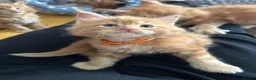 Maine Coon cats for sale: Stunning Red Kittens TICA reg  - Advert 8