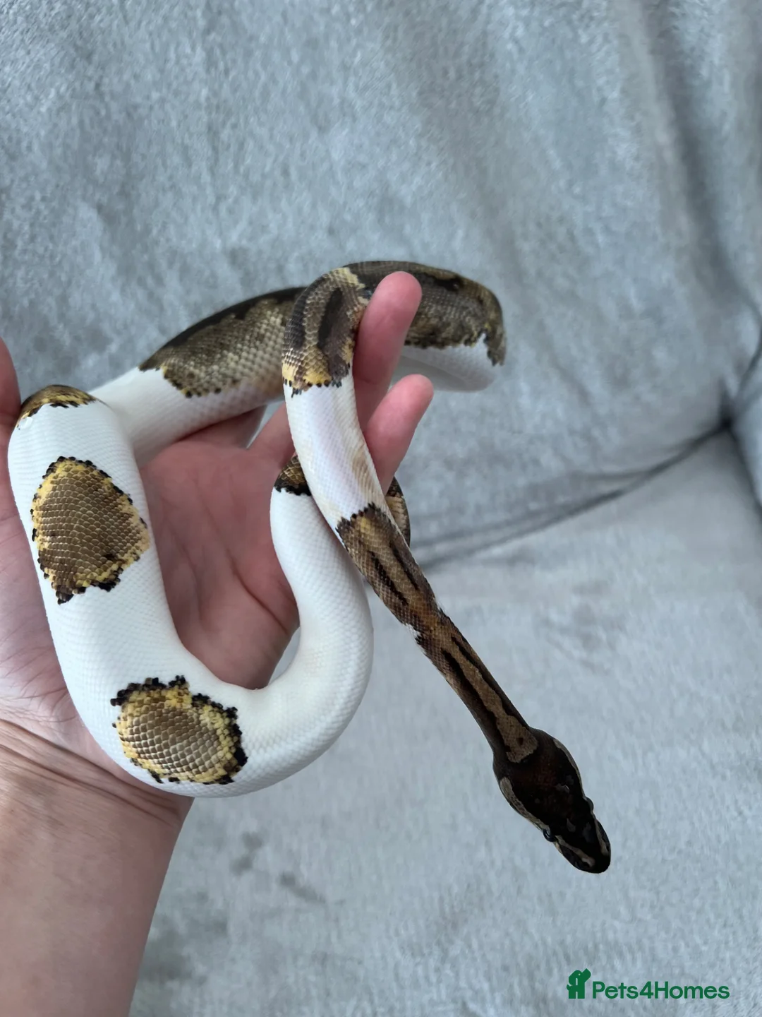 Python Snake reptiles for sale: Pied royal python & set up in Daventry - Advert 2