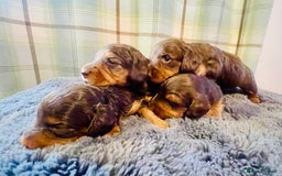Miniature Dachshund dogs for sale: Gorgeous Long Haired KC Miniature Dachshunds - Image 1