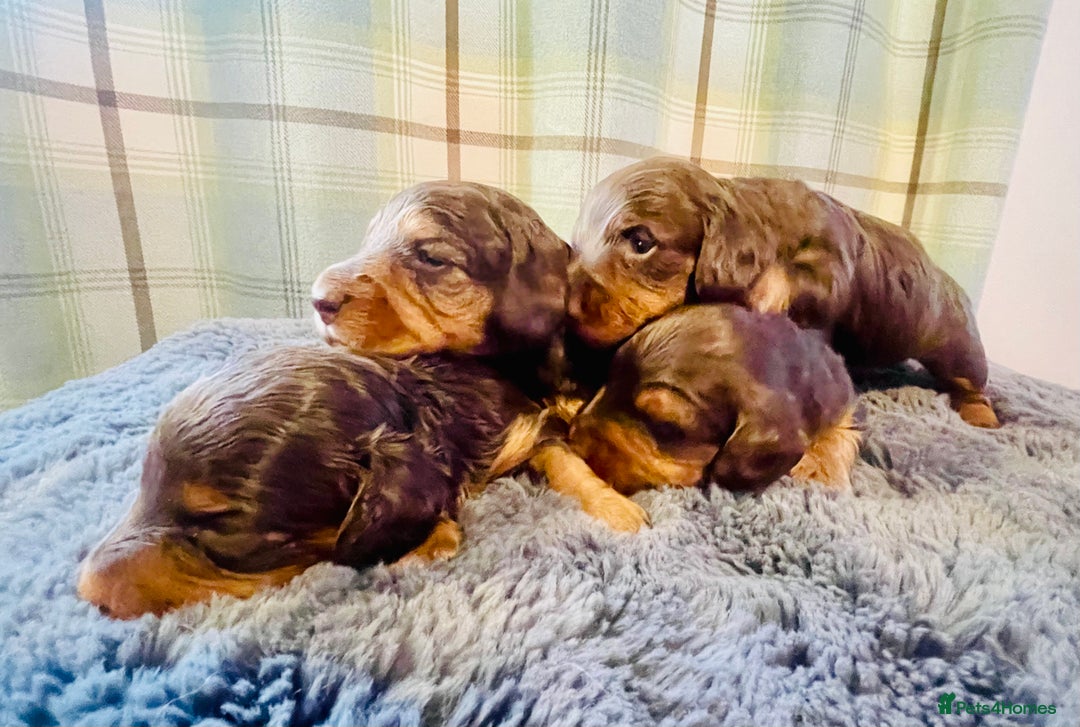 Miniature Dachshund dogs for sale: Gorgeous Long Haired KC Miniature Dachshunds - Image 1