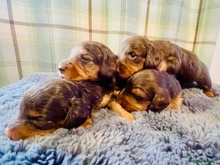 Miniature Dachshund dogs - Advert 17