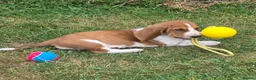 Basset Hound dogs for sale: KC BASSET HOUND PUPPIES  - Advert 22