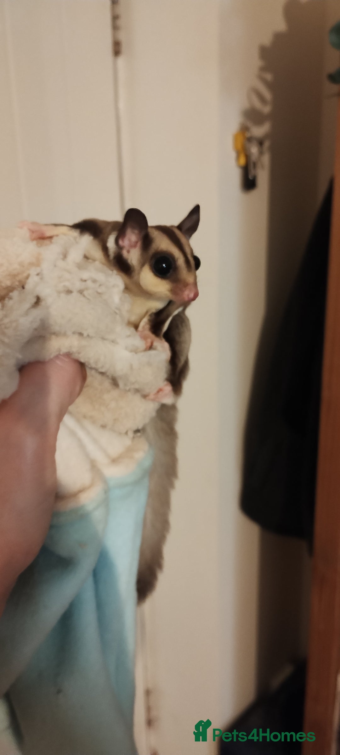 Sugar Glider rodents for sale: Sugar glider, female, 12 weeks. - Advert 4