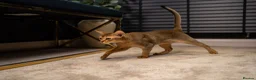Abyssinian cats for sale: Majestic Abyssinian Boy-READY NOW-Champion Line - Advert 11