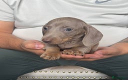 Dachshund dogs for sale: Miniature Dachshund Puppies - Advert 11