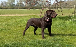 Labrador Retriever dogs for stud: Proven KC Reg Labrador health tested stud in Olney - Image 5