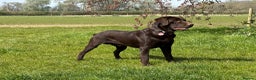 Labrador Retriever dogs for stud: Proven KC Reg Labrador health tested stud in Olney - Advert 5