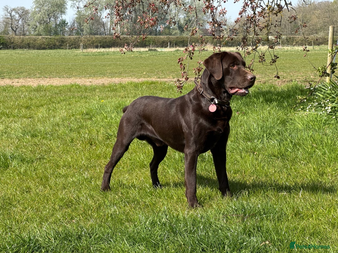 Labrador Retriever dogs for stud: Proven KC Reg Labrador health tested stud in Olney - Image 5