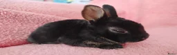 Rex rabbits for sale: Baby mini rex for sale  - Advert 5