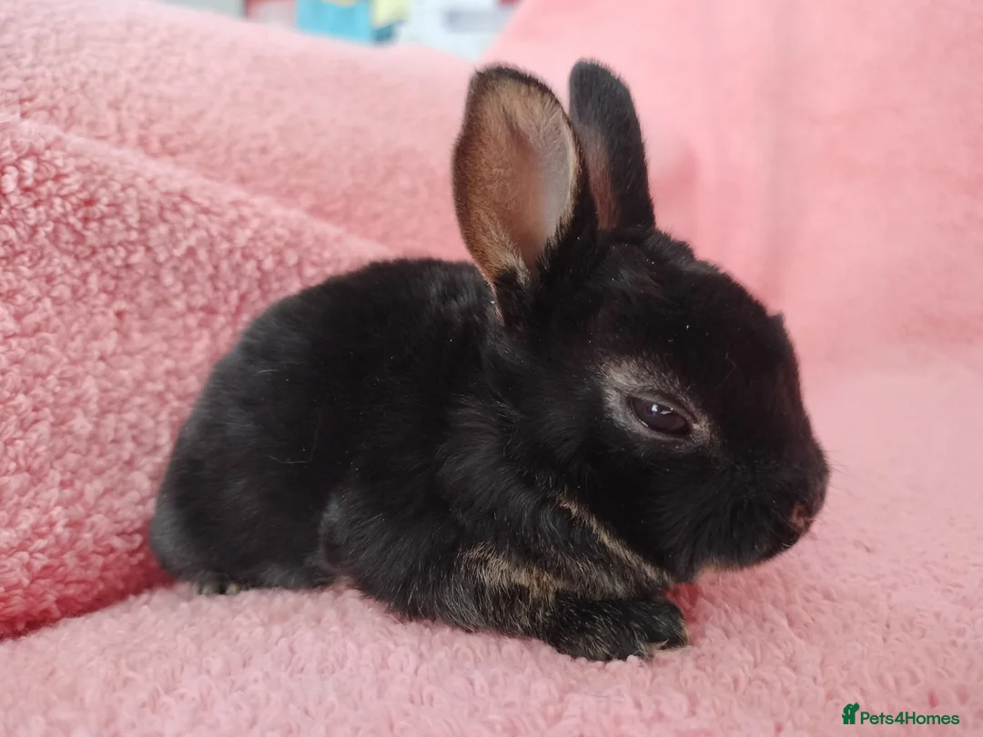 Rex rabbits for sale: Baby mini rex for sale  - Advert 5