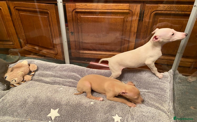 Italian Greyhound dogs ITALIAN GREYHOUND PUPPIES  - Advert 3