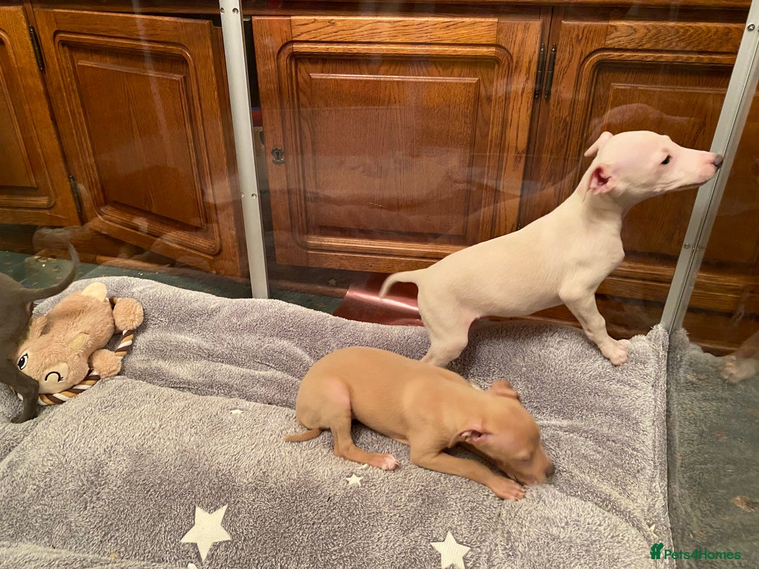 Italian Greyhound dogs for sale: ITALIAN GREYHOUND PUPPIES  - Advert 7