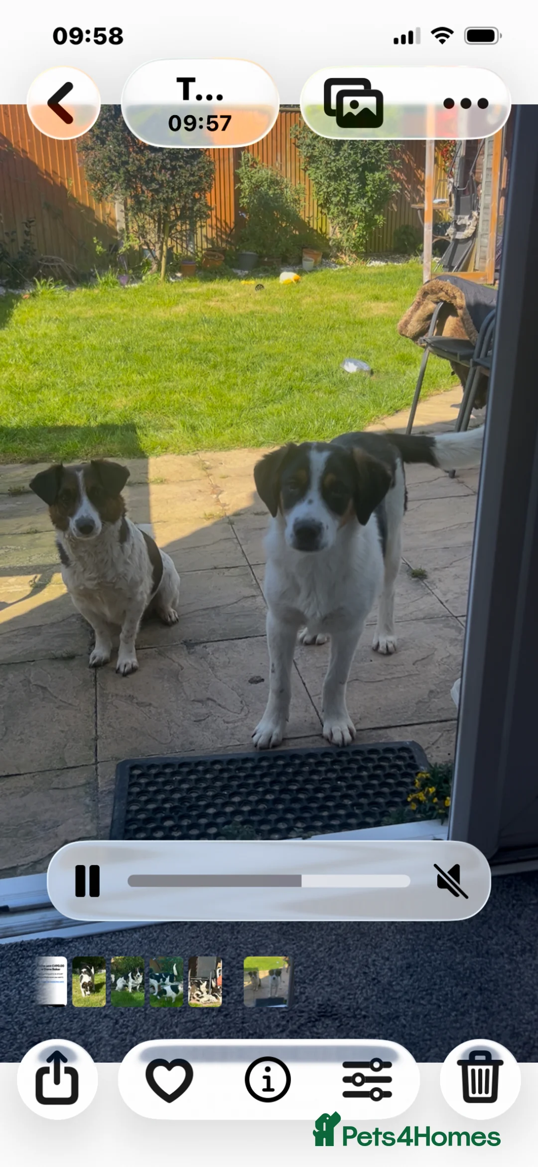 Mixed Breed dogs for sale: Maisie is looking for a home - Advert 3