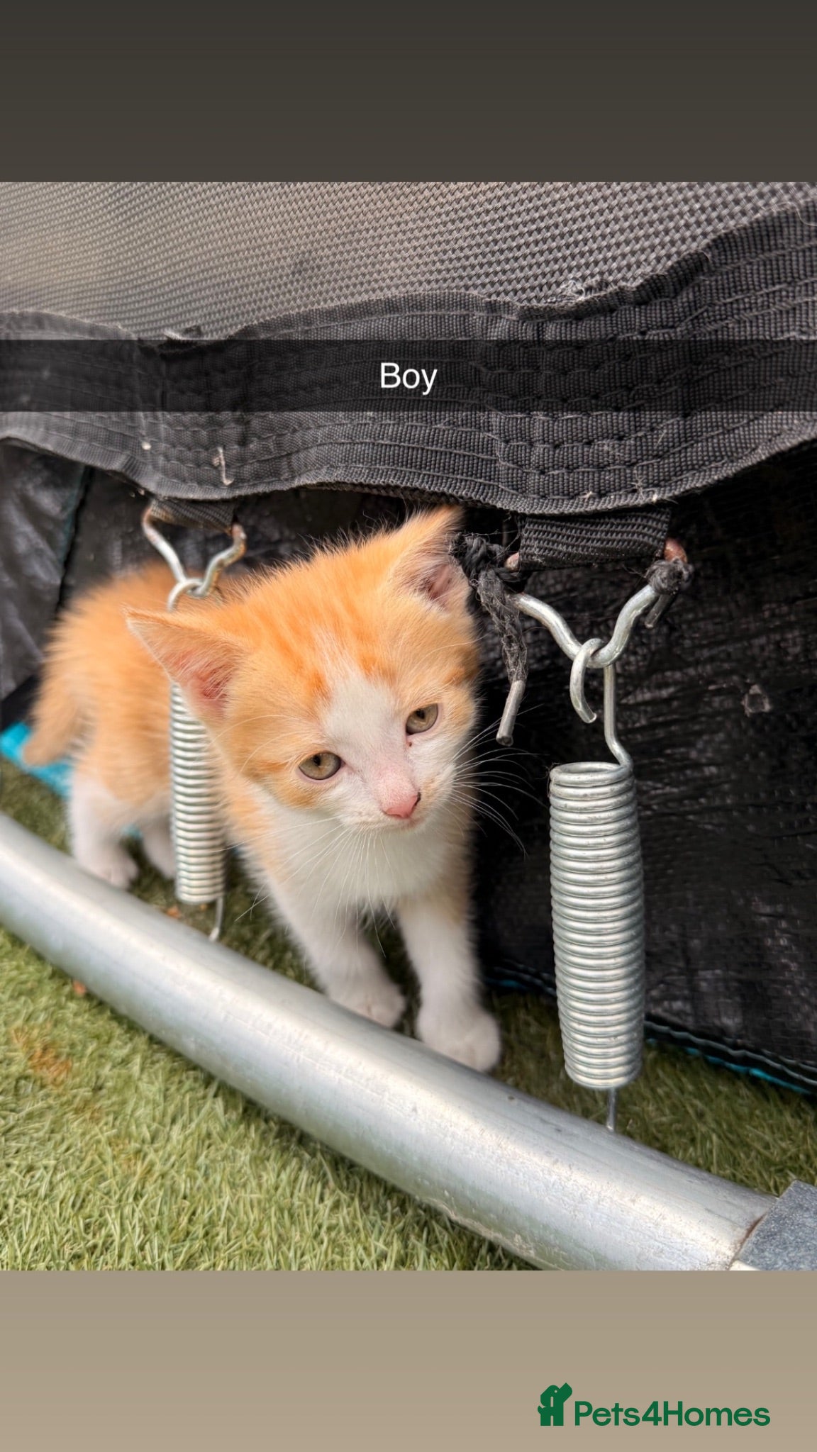 Mixed Breed cats Beautiful Playful Kittens Looking for Loving Homes - Advert 2