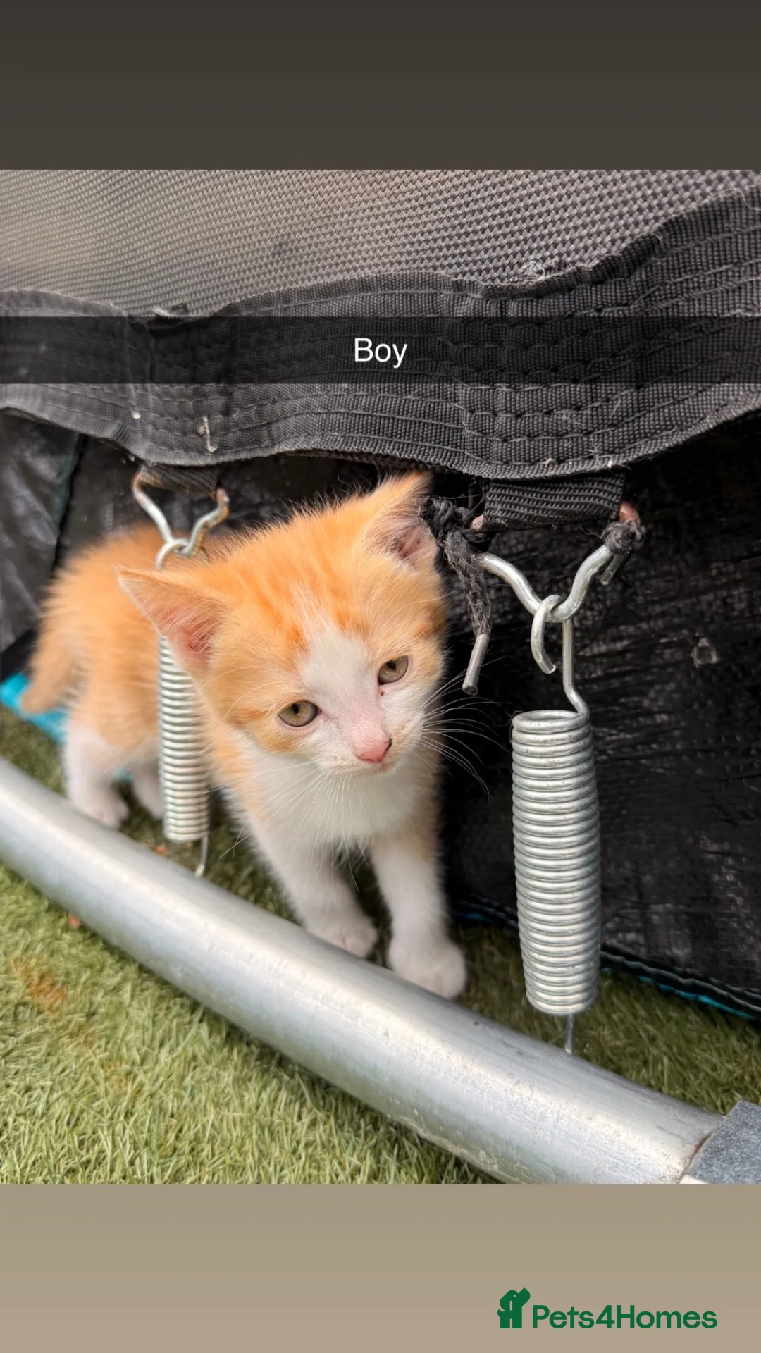 Mixed Breed cats for sale: Beautiful Playful Kittens Looking for Loving Homes in Burton-on-Trent - Advert 2