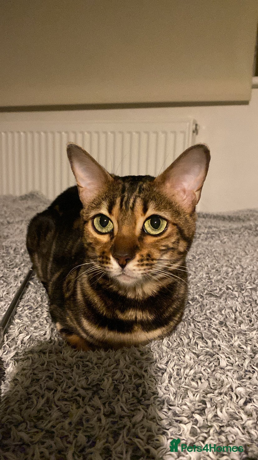 Bengal cats Beautiful Purebred Bengal Cat for sale - Advert 1