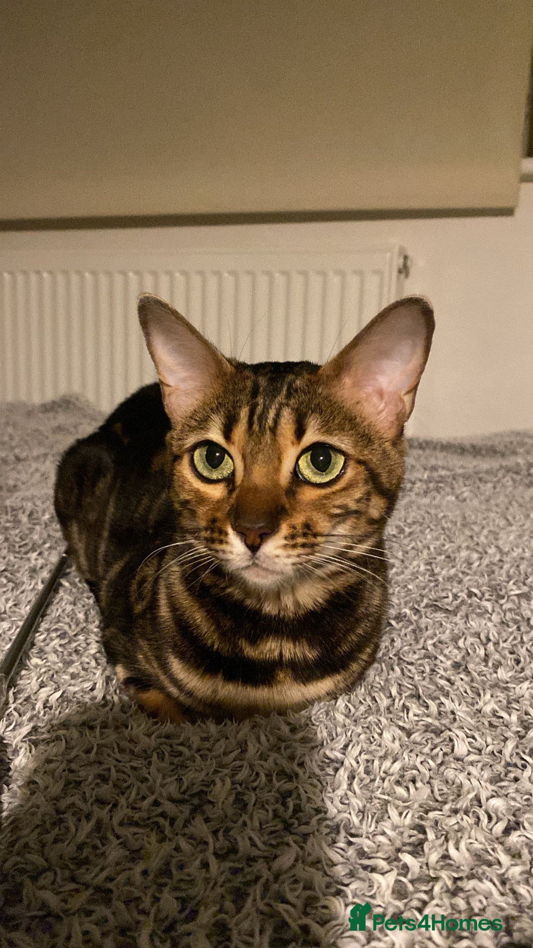 Bengal cats for sale: Beautiful Purebred Bengal Cat for sale - Advert 1