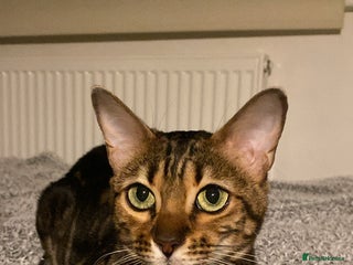 Bengal cats Beautiful Purebred Bengal Cat for sale - Advert 3