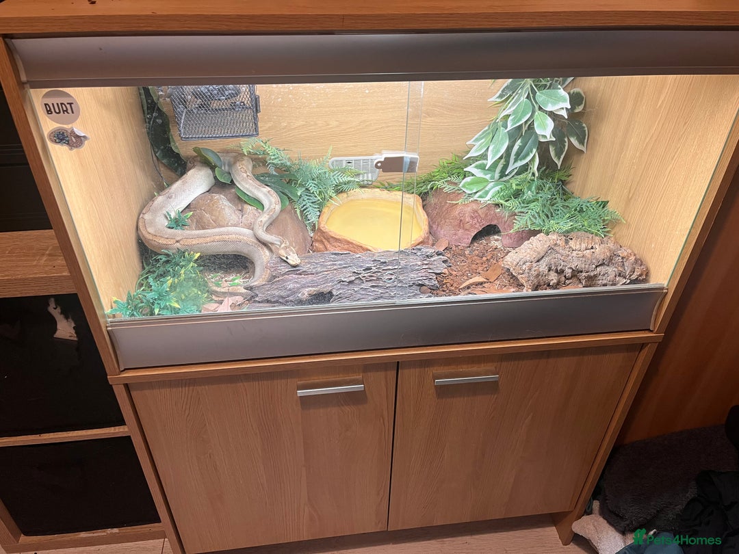 Snake reptiles for sale: Champagne ball python morph - Image 2