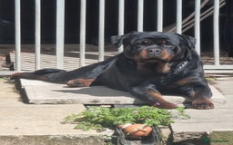 Rottweiler dogs for sale: ***KC REG active female**** - Advert 2