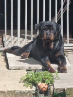 Rottweiler dogs ***KC REG active female**** - Advert 3