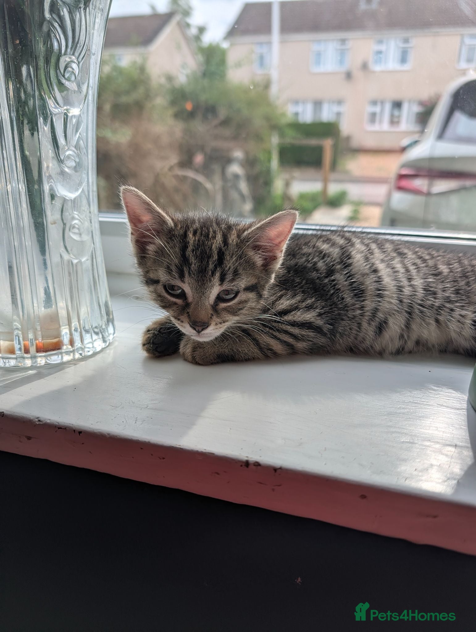 Mixed Breed cats 🩷 READY TO LEAVE NOW 🩵 - Advert 2