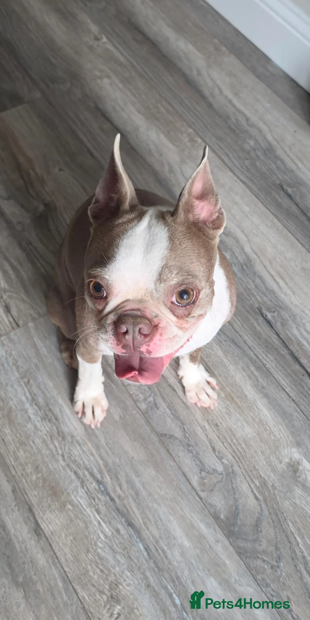 Boston Terrier dogs for sale: Re homing boston terrier  - Advert 5
