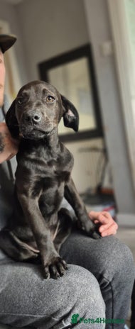 Mixed Breed dogs - Advert 2