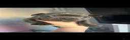 French Bulldog dogs for sale: Blue French Bulldogs - Advert 7