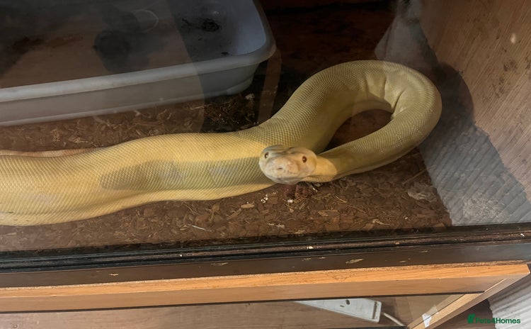 Python Snake reptiles - Advert 8