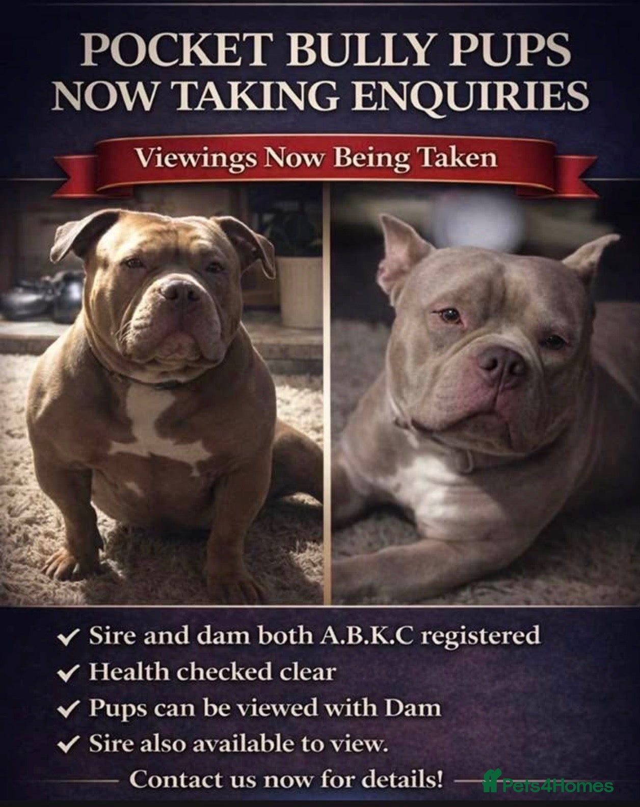 American Bully dogs American pocket bully puppies   - Advert 1