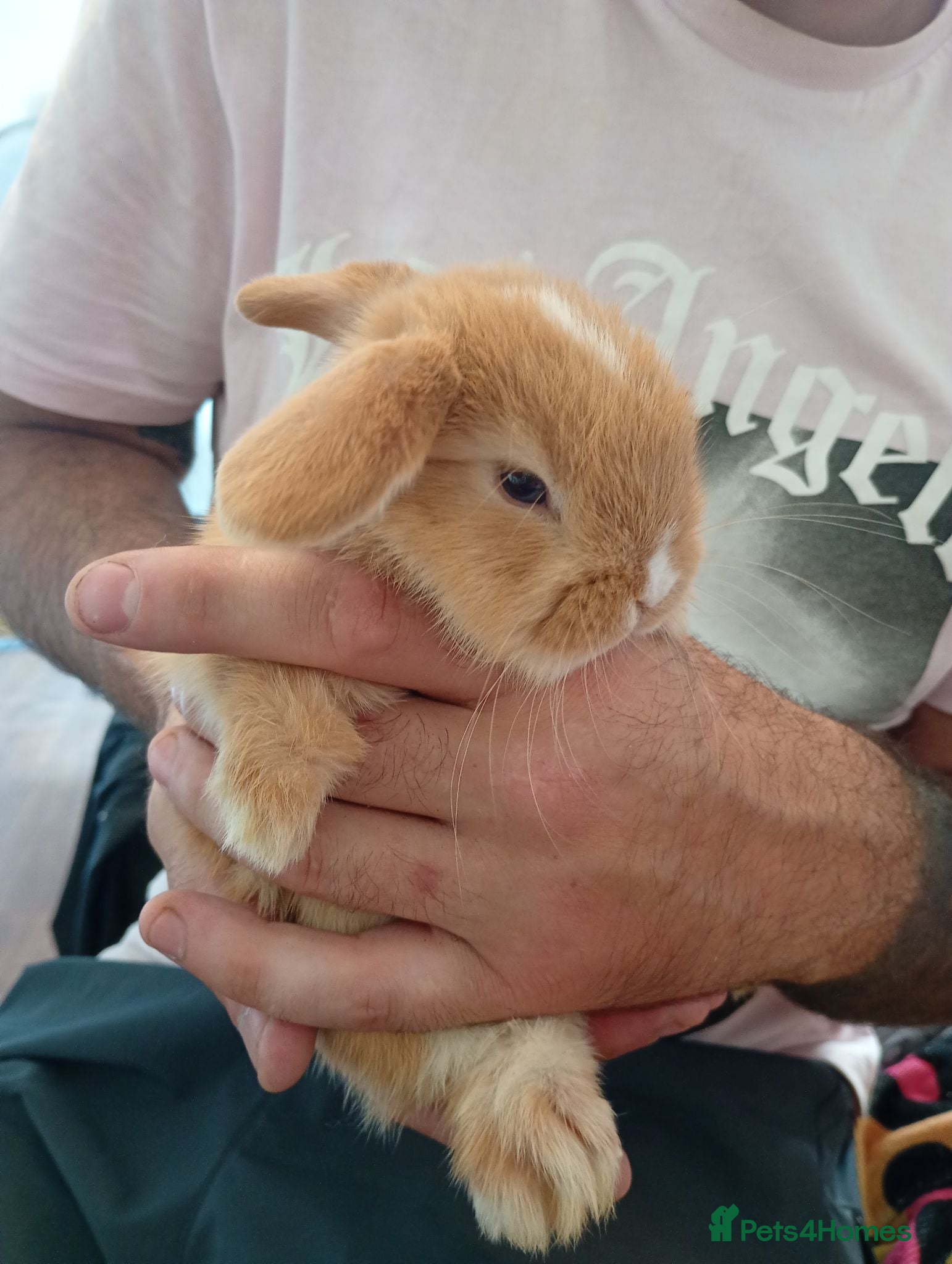 Mini Lop rabbits Gorgeous baby mini lops  - Advert 5