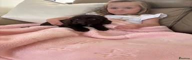 Cockapoo Puppy 3