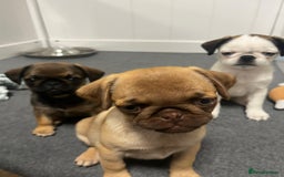 Pug dogs for sale: Full panda pugs - Image 13