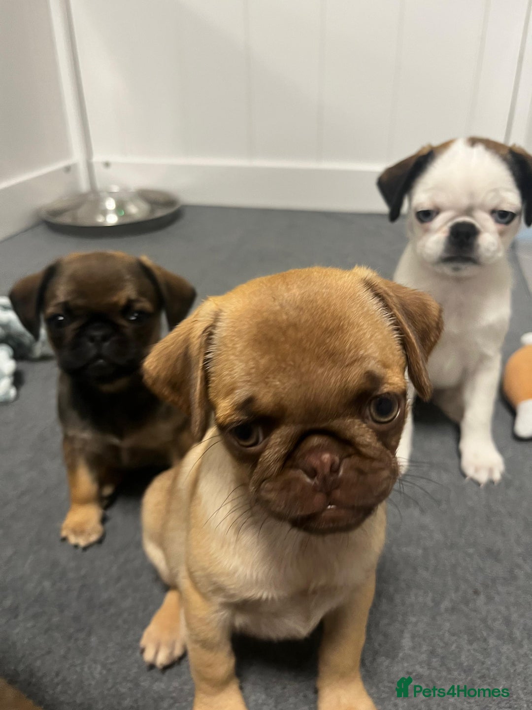 Pug dogs for sale: Full panda pugs - Image 13