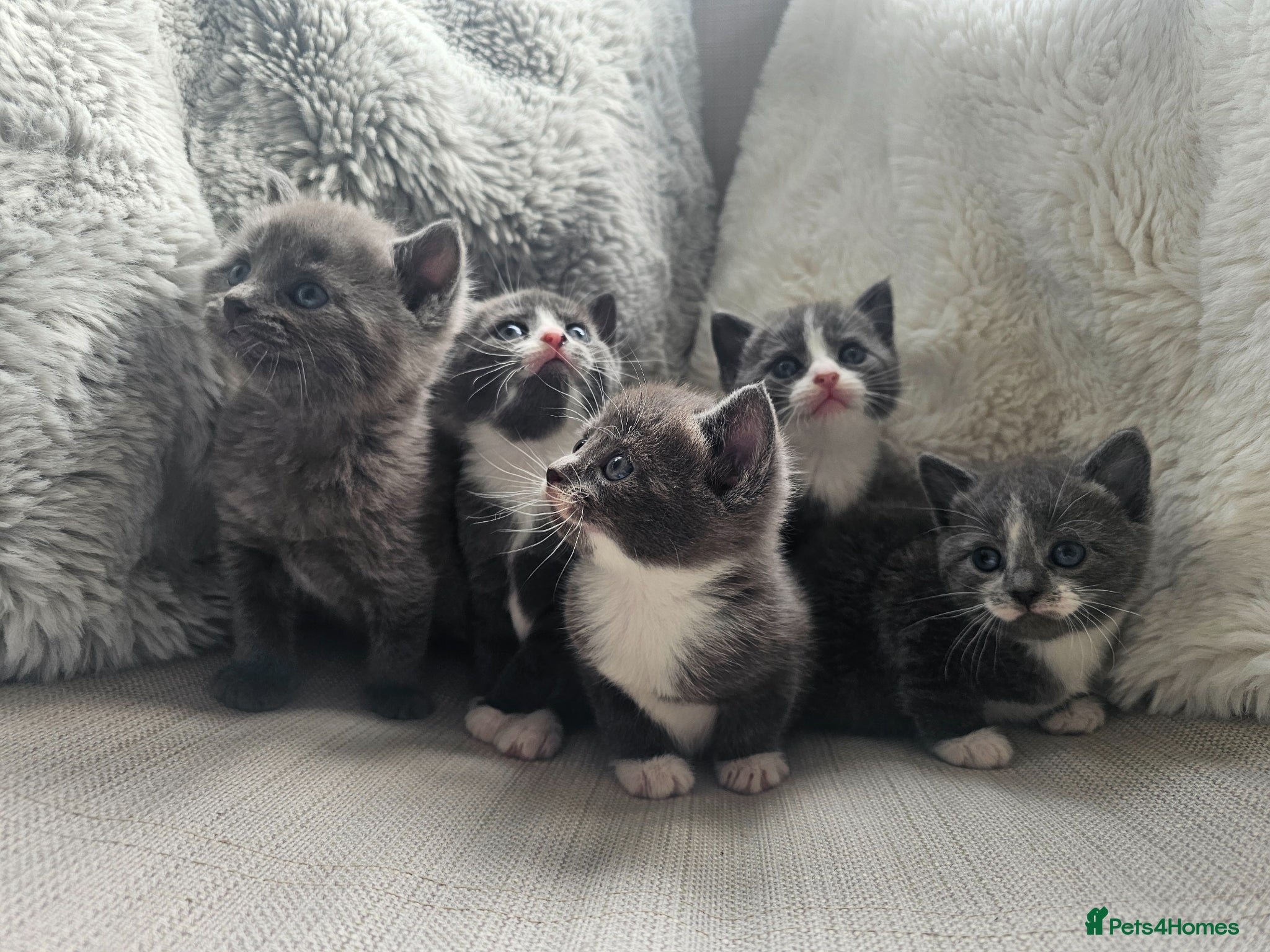 Russian Blue cats Russian Blue Mix with British Short Hair - Advert 2