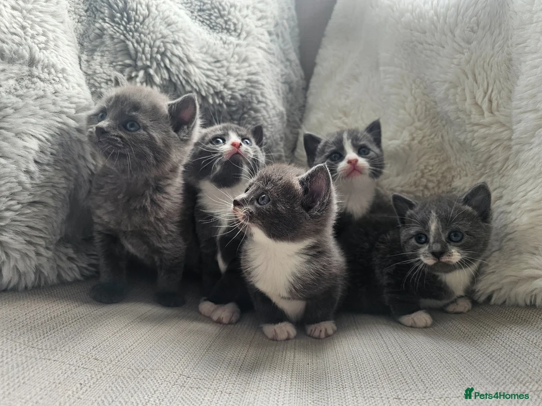 Russian Blue cats for sale: Russian Blue Mix with British Short Hair - Advert 2