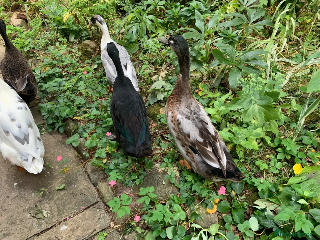 Ducks poultry for sale: 2 Indian Runner duck drakes in Appleby-in-Westmorland - Advert 2