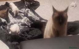 Ragdoll cats for sale: Kitten s - Image 4