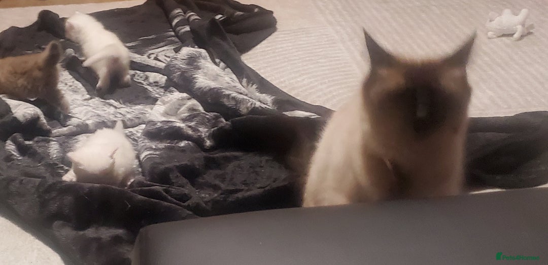 Ragdoll cats for sale: Kitten s - Image 4