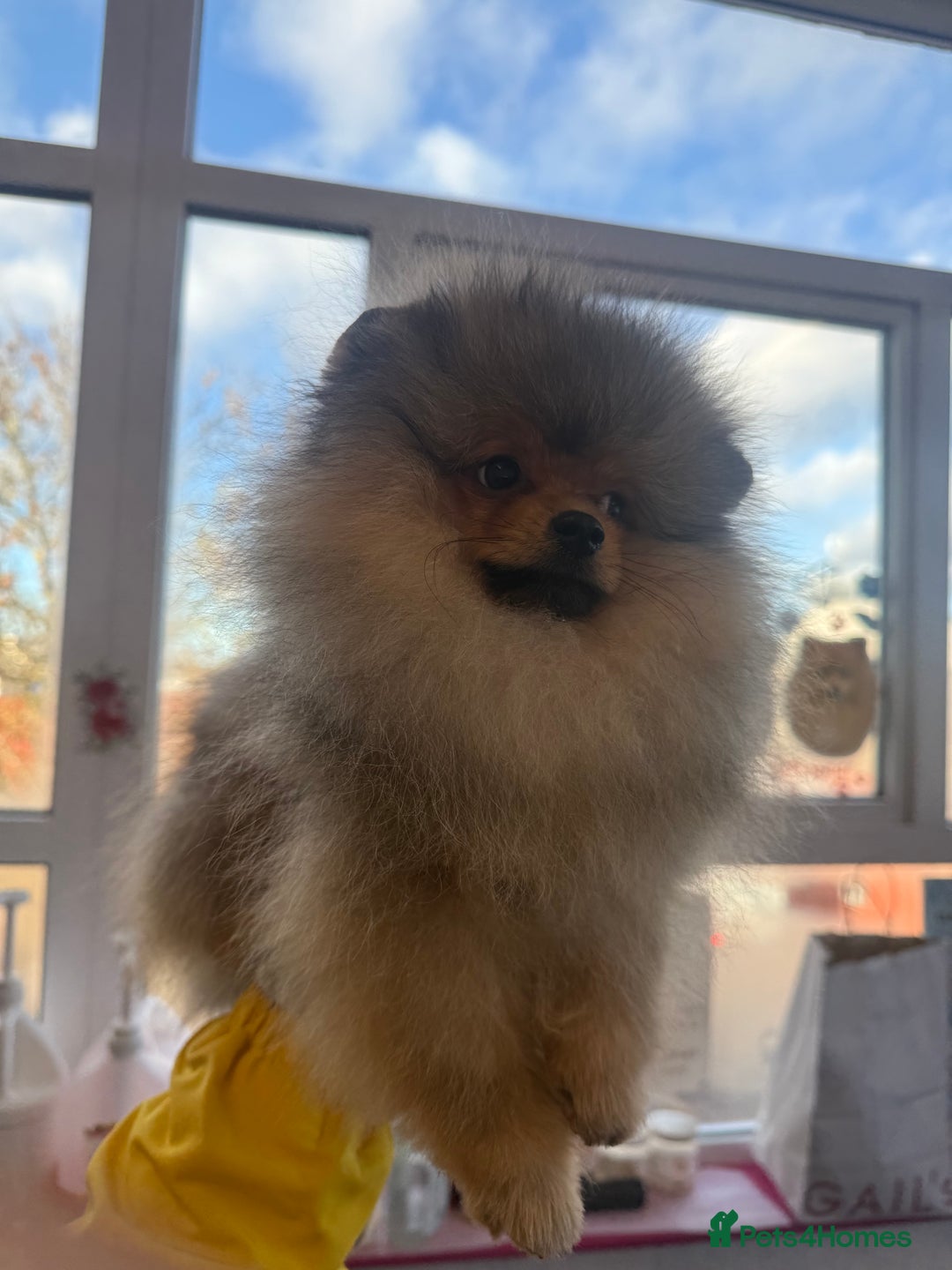 Pomeranian dogs for sale: orange Pomeranian puppy - Advert 3