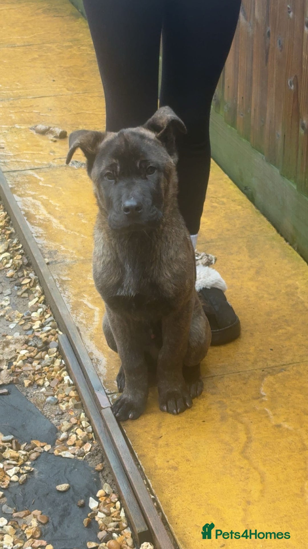 Mixed Breed dogs for sale: Rambo  - Advert 2
